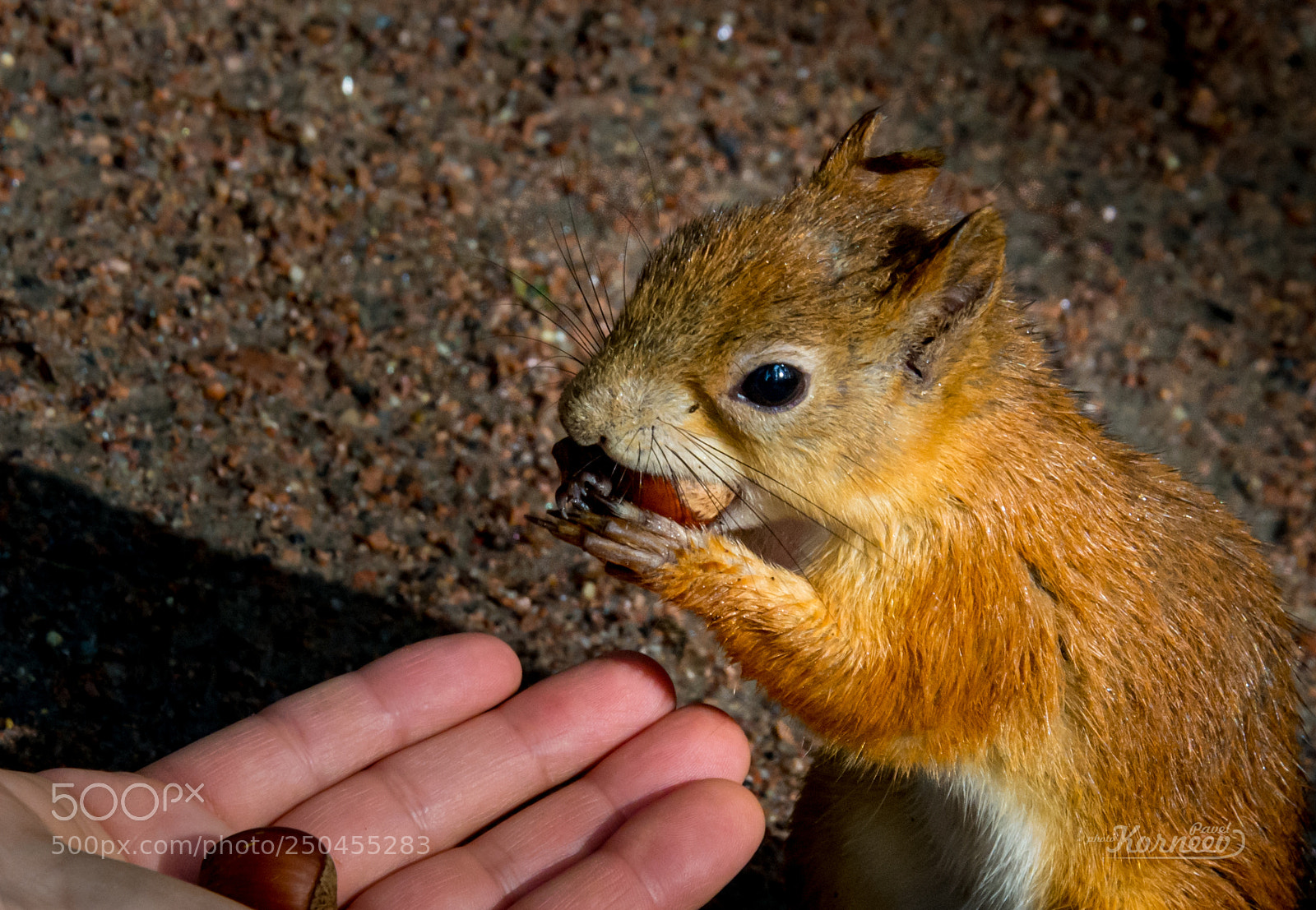 Nikon D5200 sample photo. Squirrel photography