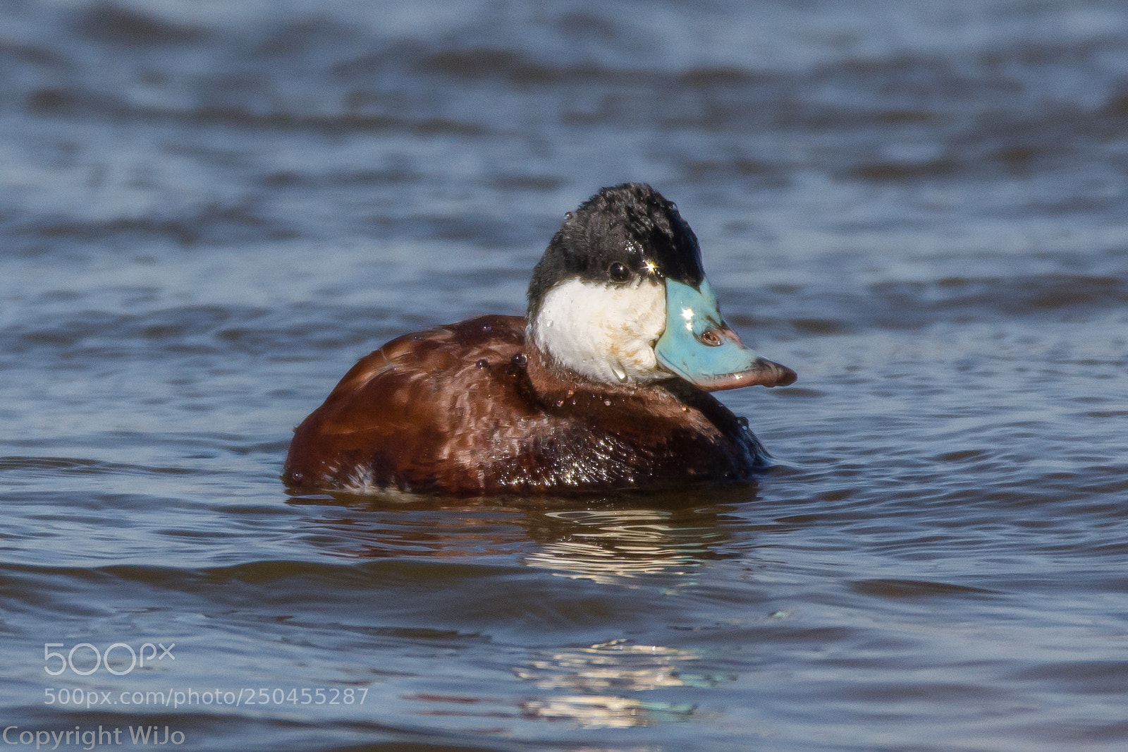 Nikon D7200 sample photo. Rosse stekelstaart / ruddy duck photography