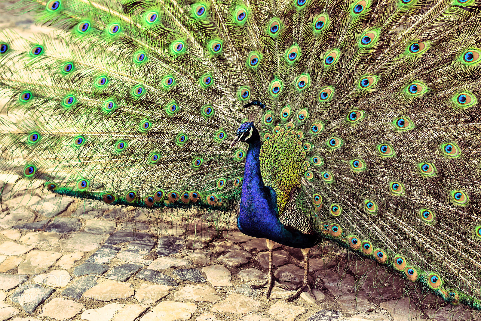 Nikon D5600 sample photo. Peacock photography