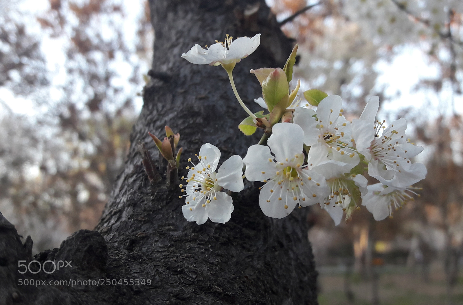 Samsung Galaxy A5(2016) sample photo. Untitled photography