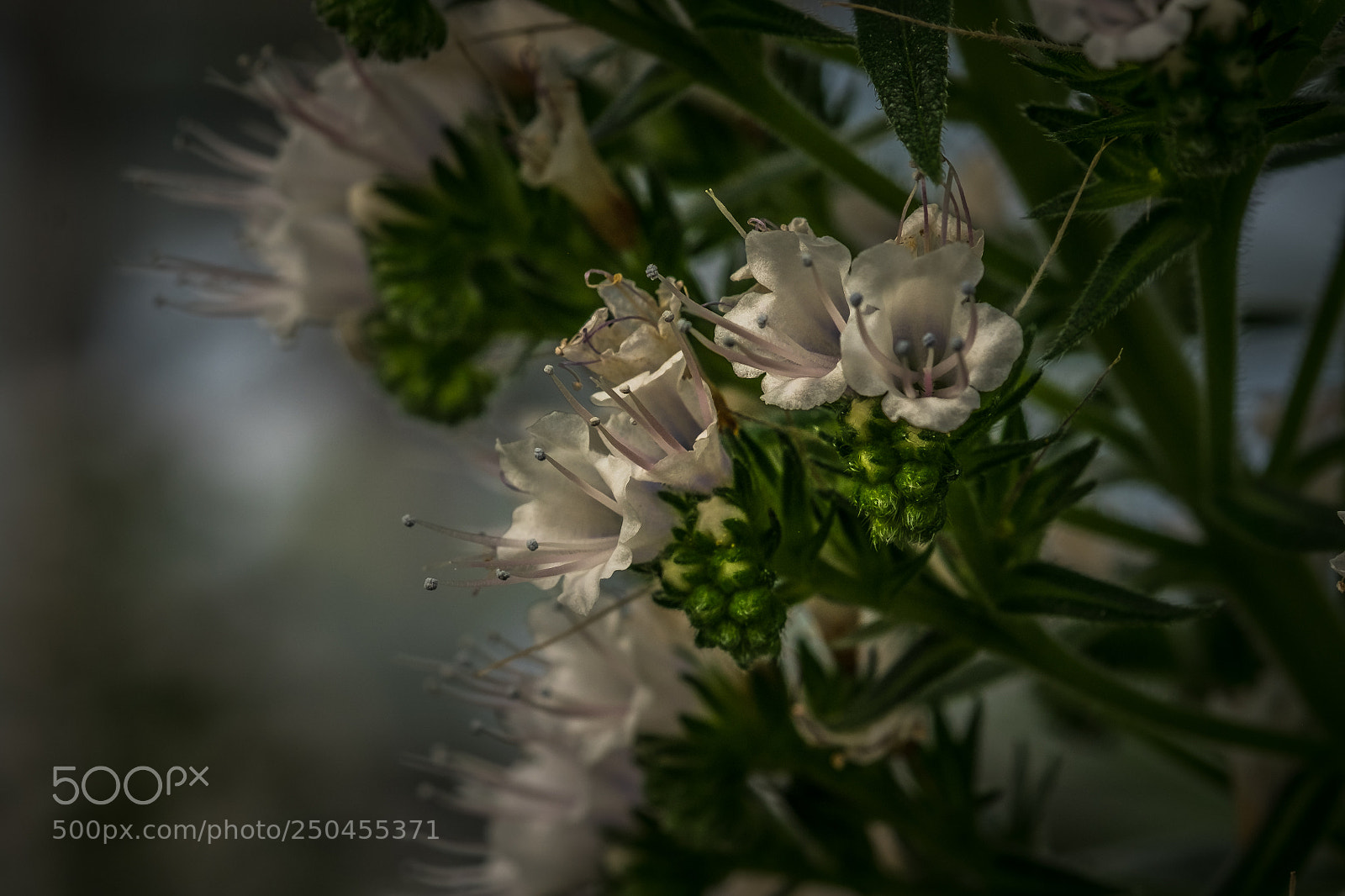 Fujifilm X-T1 sample photo. Echium callithyrsum photography
