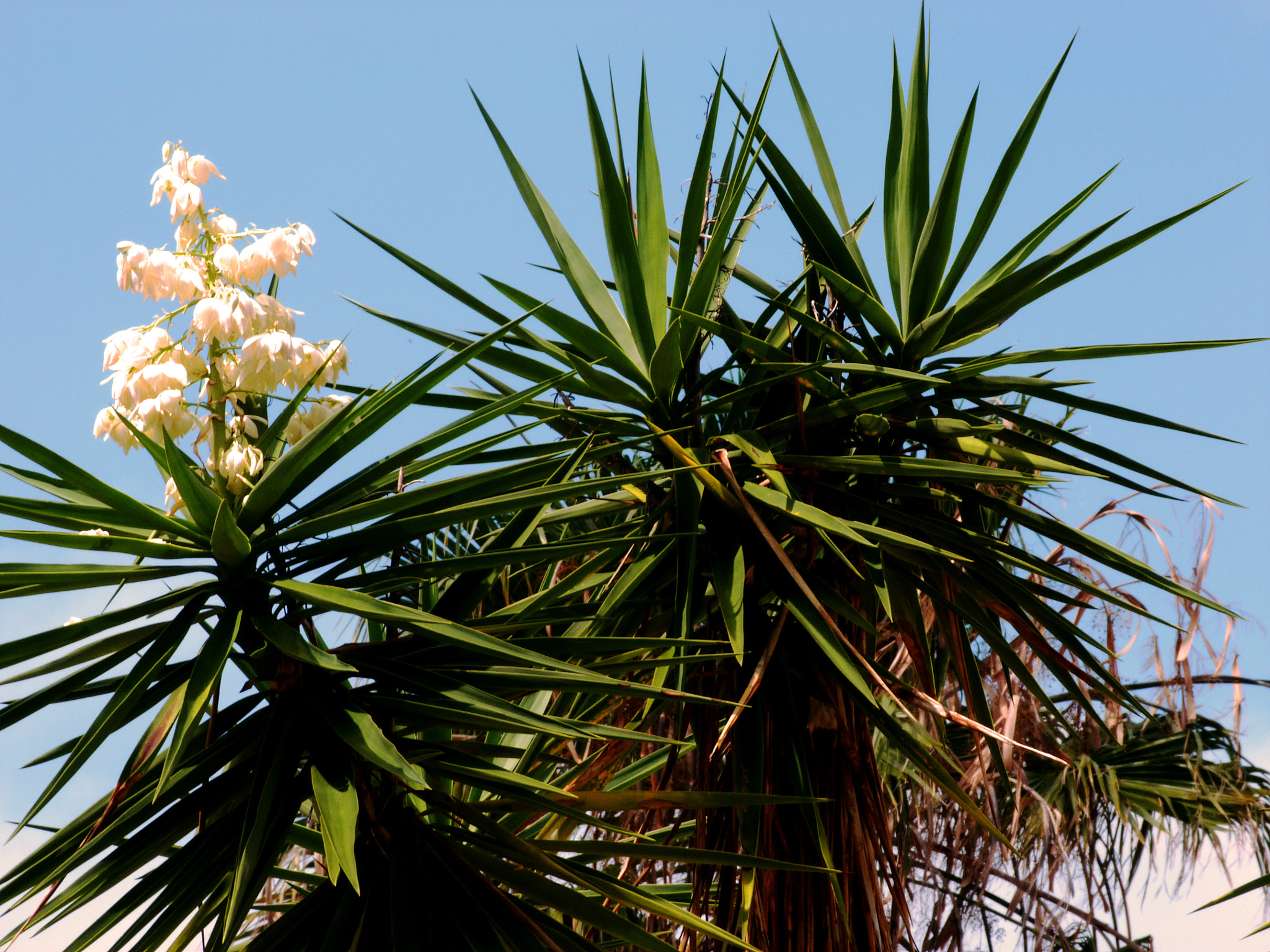 Panasonic Lumix DMC-FZ40 (Lumix DMC-FZ45) sample photo. Flowering palm tree beauty photography