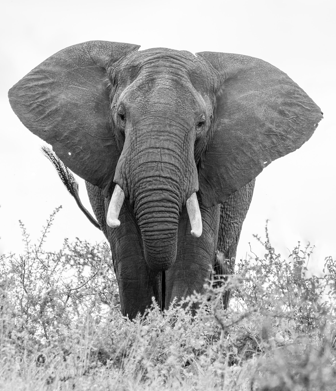 Sony a7R III sample photo. Bull elephant photography