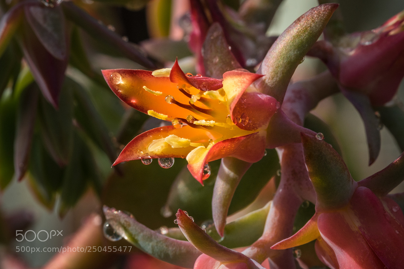 Fujifilm X-T1 sample photo. Echeveria gigantea photography