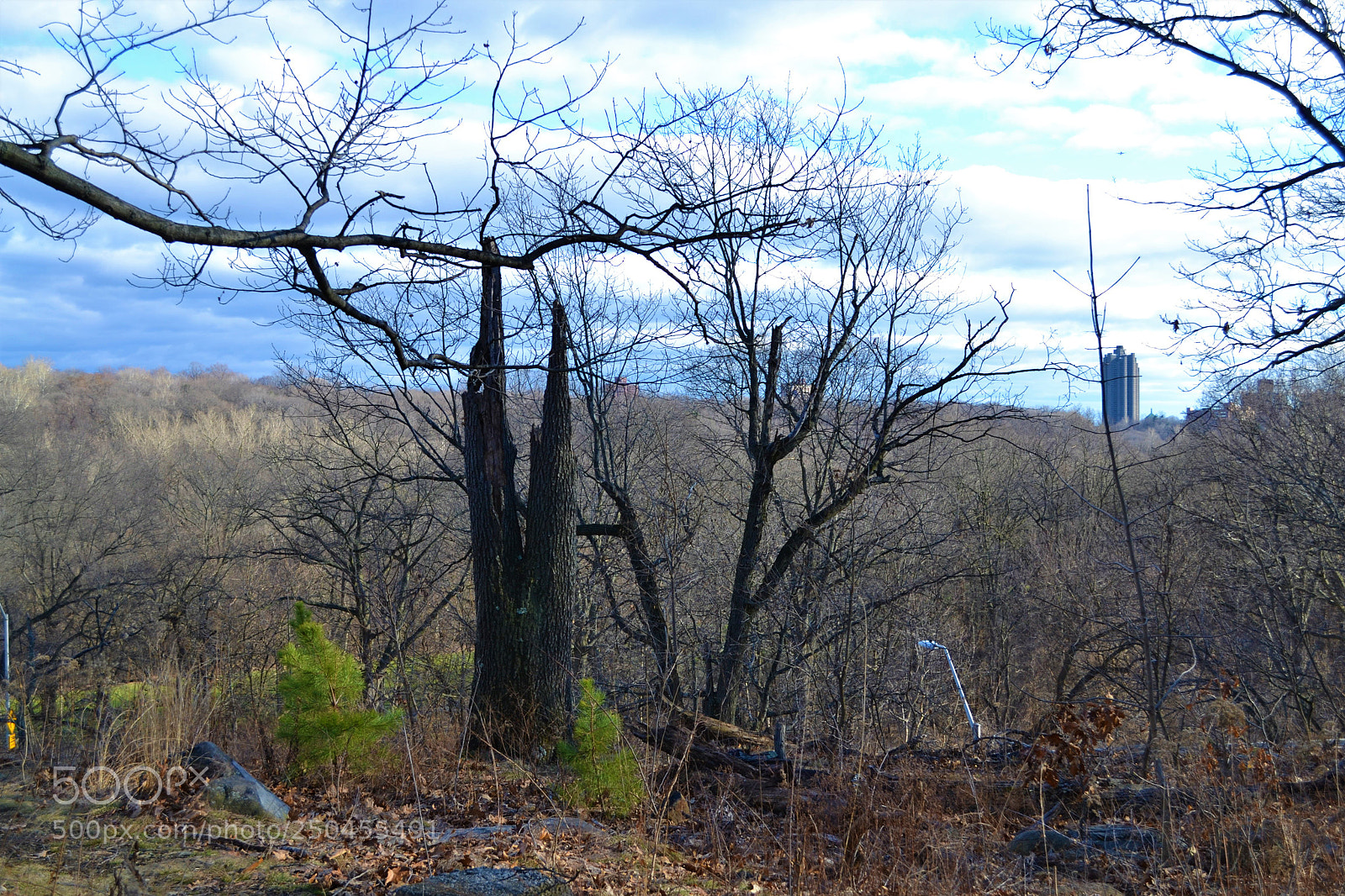 Nikon D3100 sample photo. Dead tree scenery photography