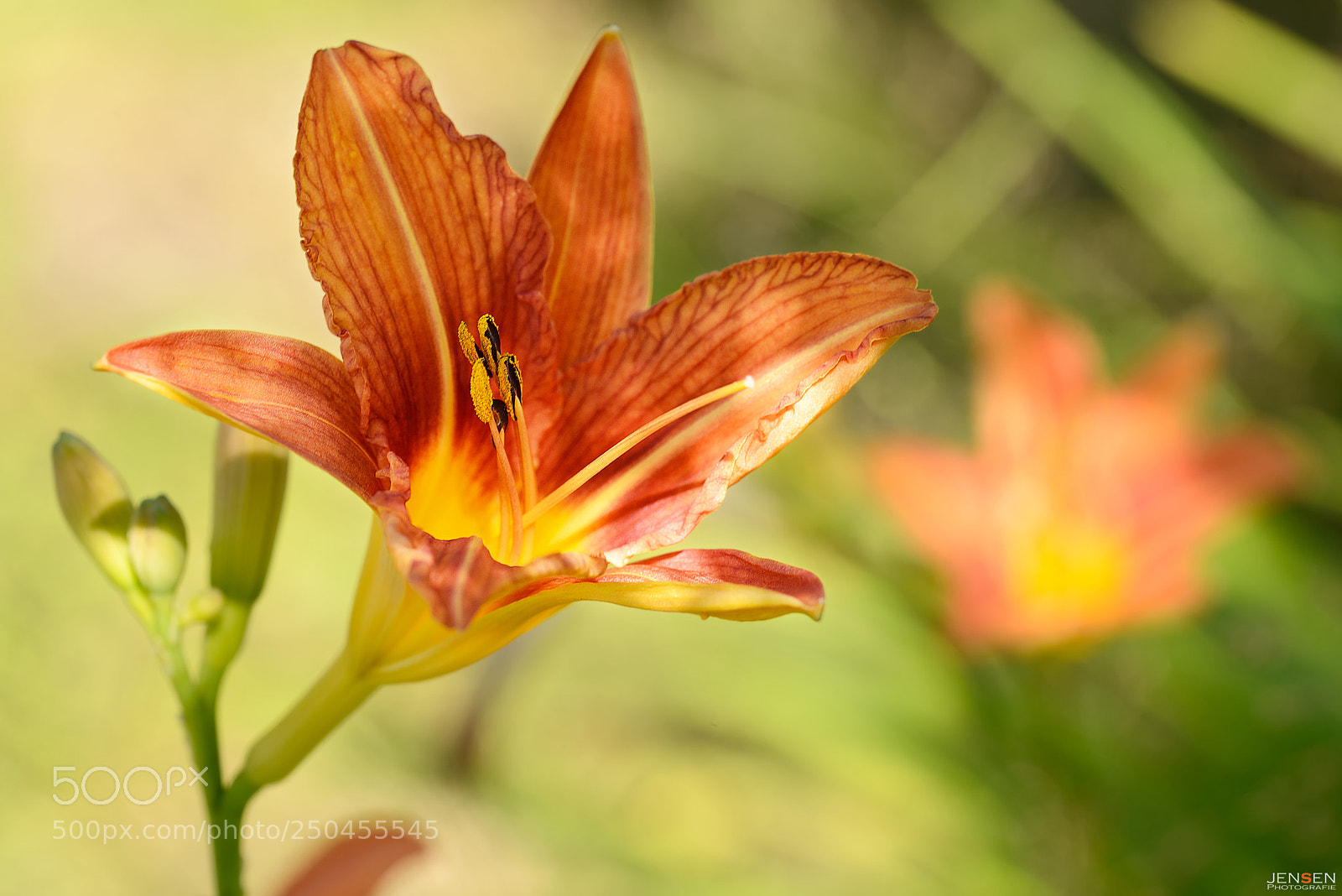 Nikon D800 sample photo. Colorful lily photography