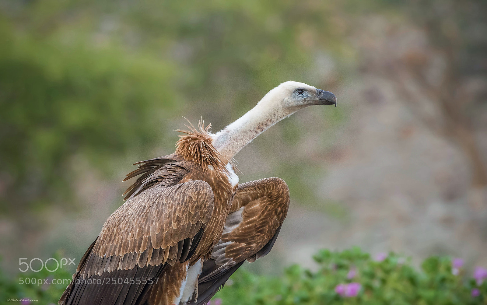 Nikon D7200 sample photo. Griffon vulture photography
