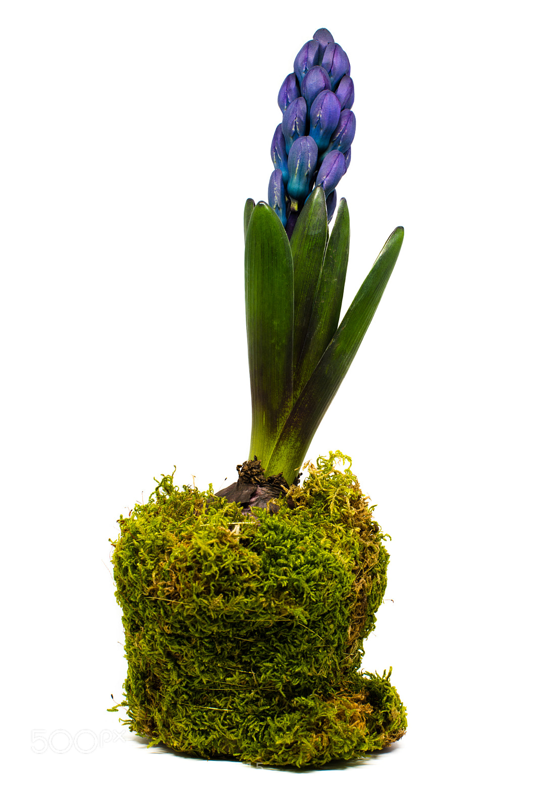 Nikon D810 sample photo. Spring hyacinth decorated in photography