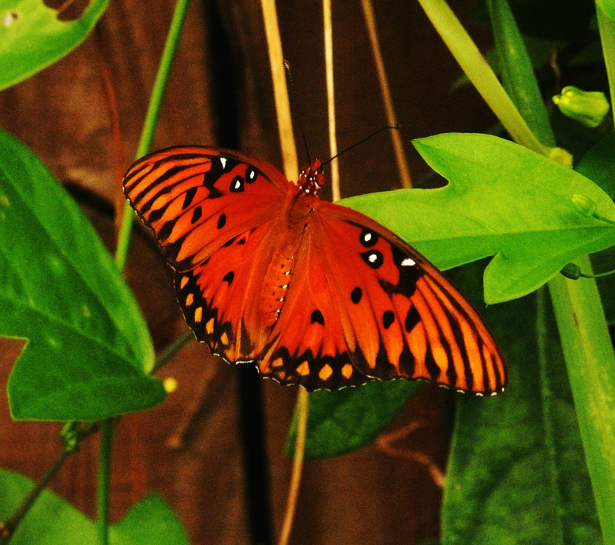 Panasonic Lumix DMC-FZ40 (Lumix DMC-FZ45) sample photo. On the wings of love photography