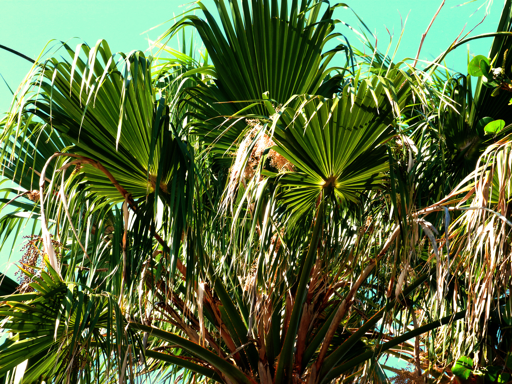Panasonic Lumix DMC-FZ40 (Lumix DMC-FZ45) sample photo. Palm trees in the sun photography
