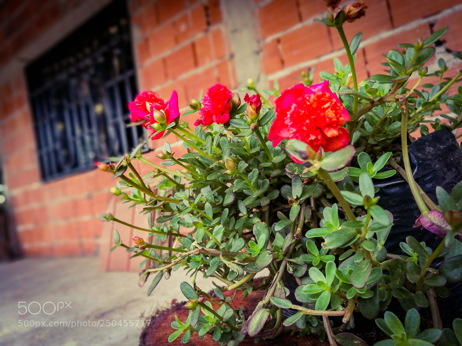 HUAWEI Honor 8 sample photo. Red & green photography