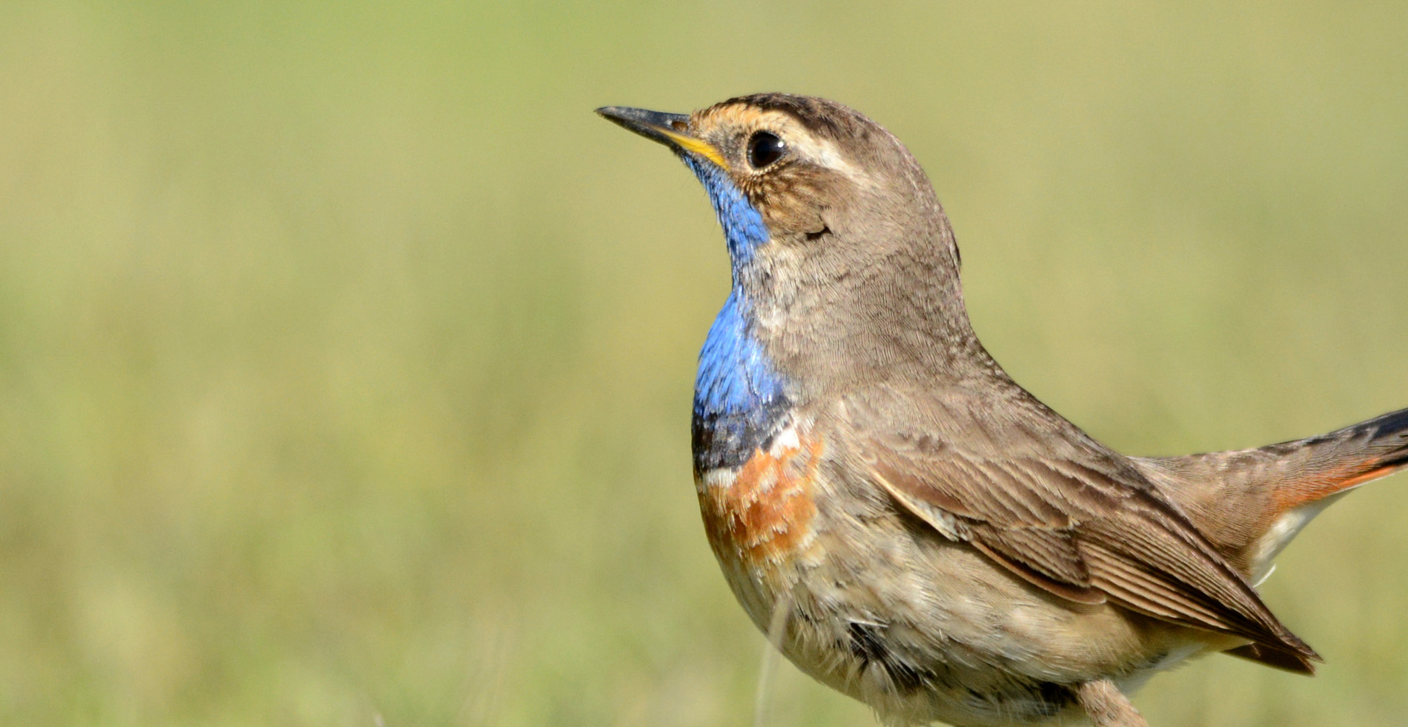 Sigma 150-500mm F5-6.3 DG OS HSM sample photo. Bluethroat photography