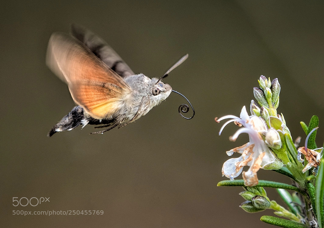 Olympus OM-D E-M1 Mark II sample photo. Mariposa esfinge colibri... photography