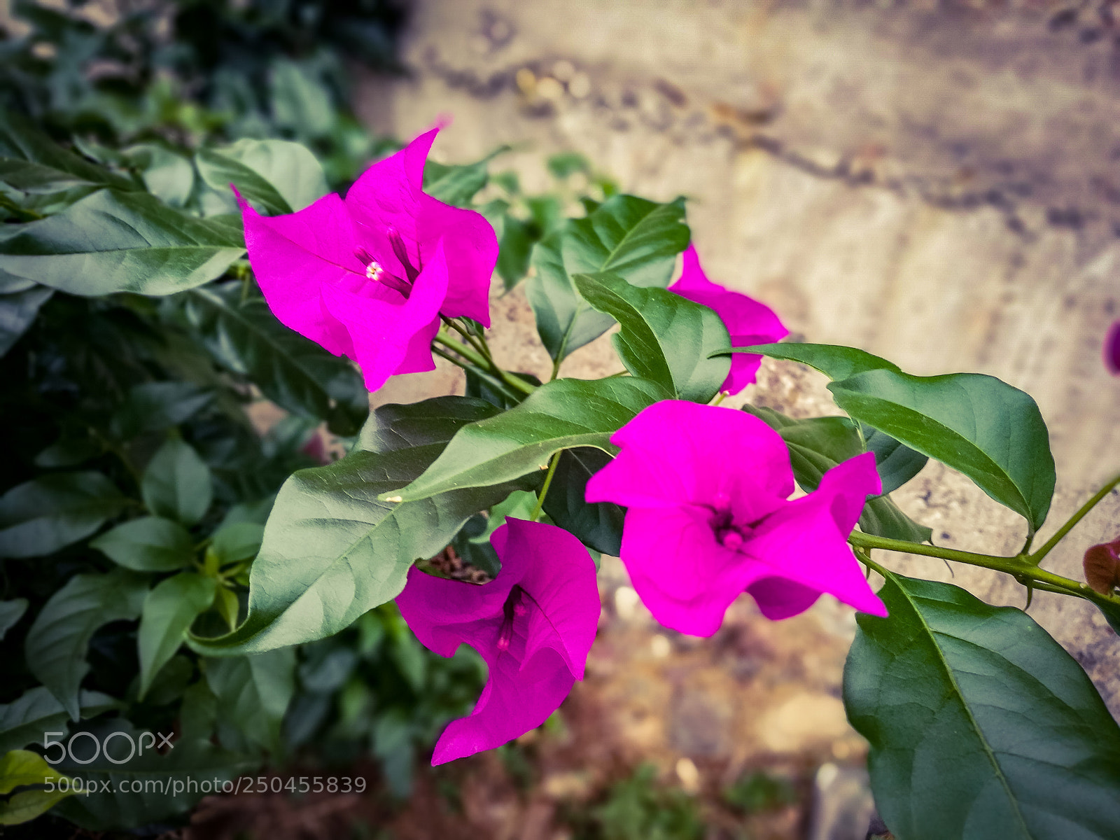 HUAWEI Honor 8 sample photo. Fucsia & green photography