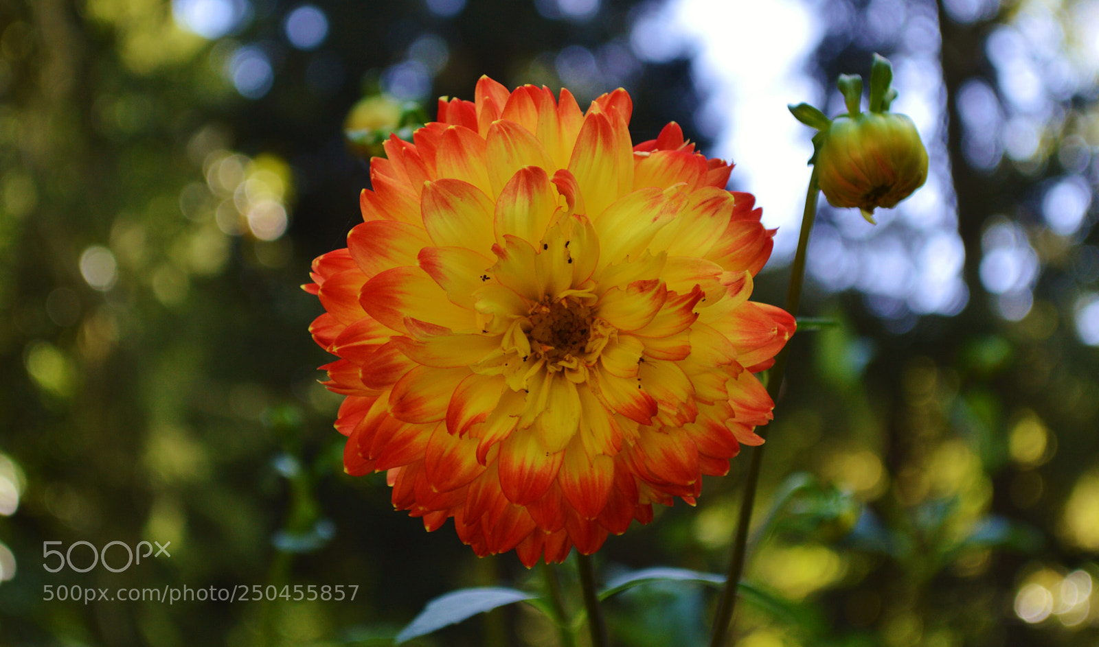 Nikon D3200 sample photo. Summer flower photography