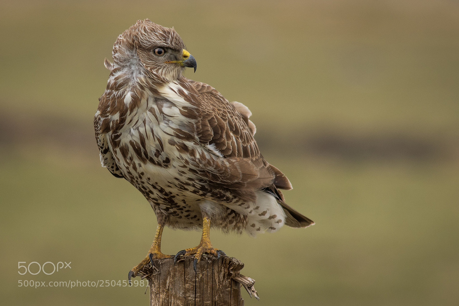 Canon EOS 7D Mark II sample photo. Windy buzzard... photography