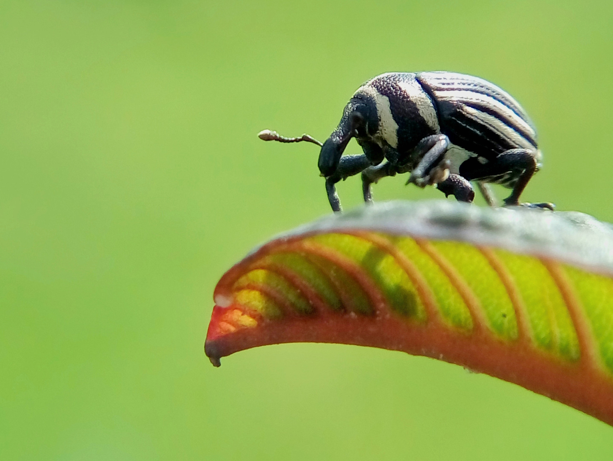 Meizu m2 sample photo. Weevil photography