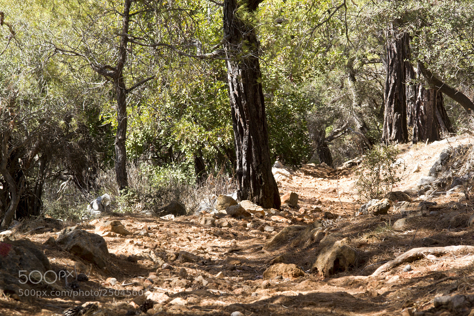 Canon EOS 60D sample photo. Firs tall trees forests photography