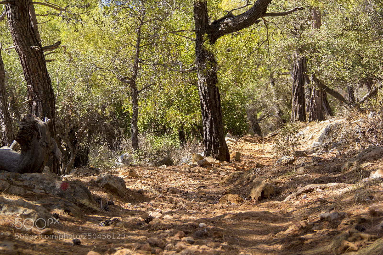 Canon EOS 60D sample photo. Firs tall trees forests photography