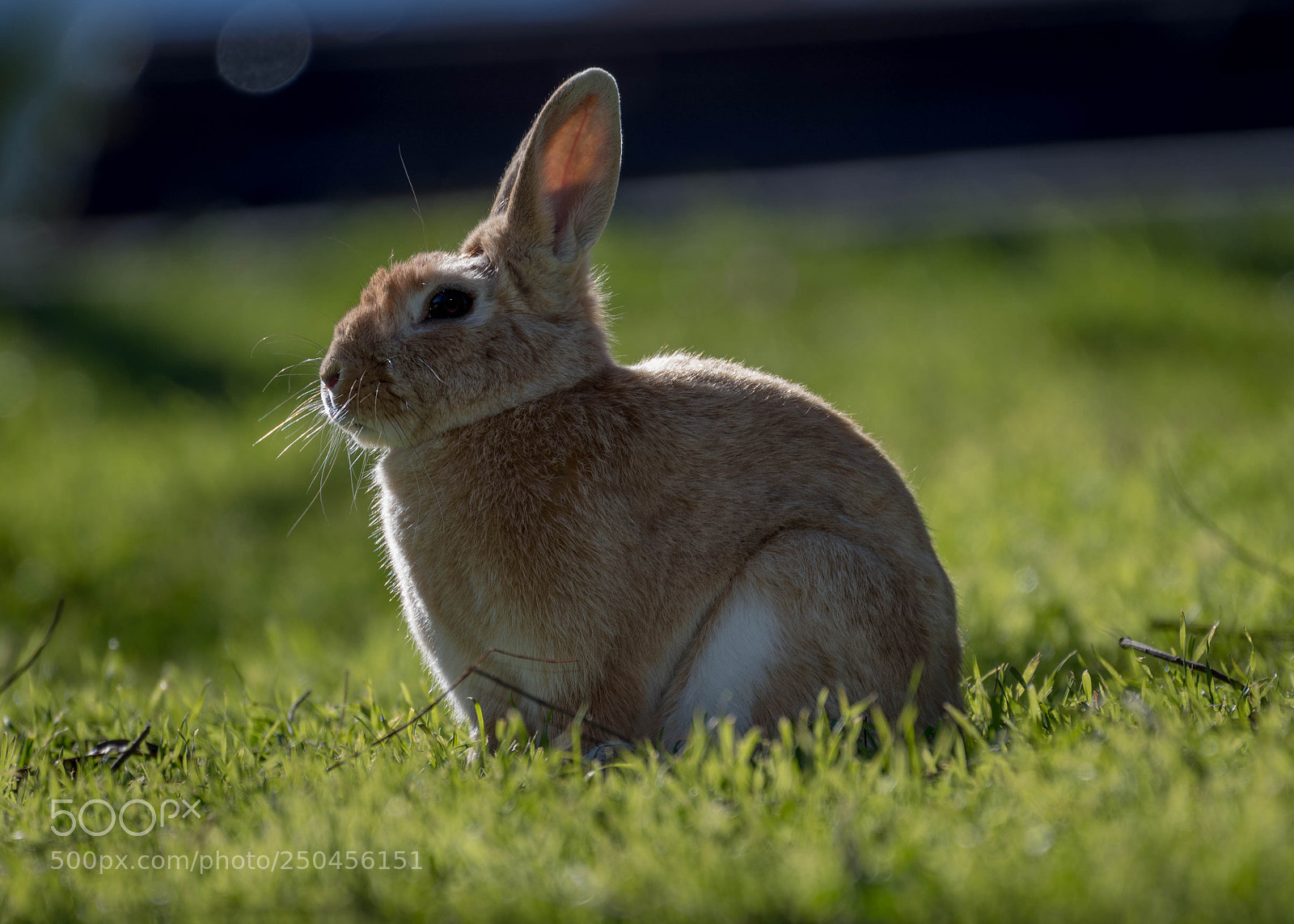 Nikon D500 sample photo. Backlit photography