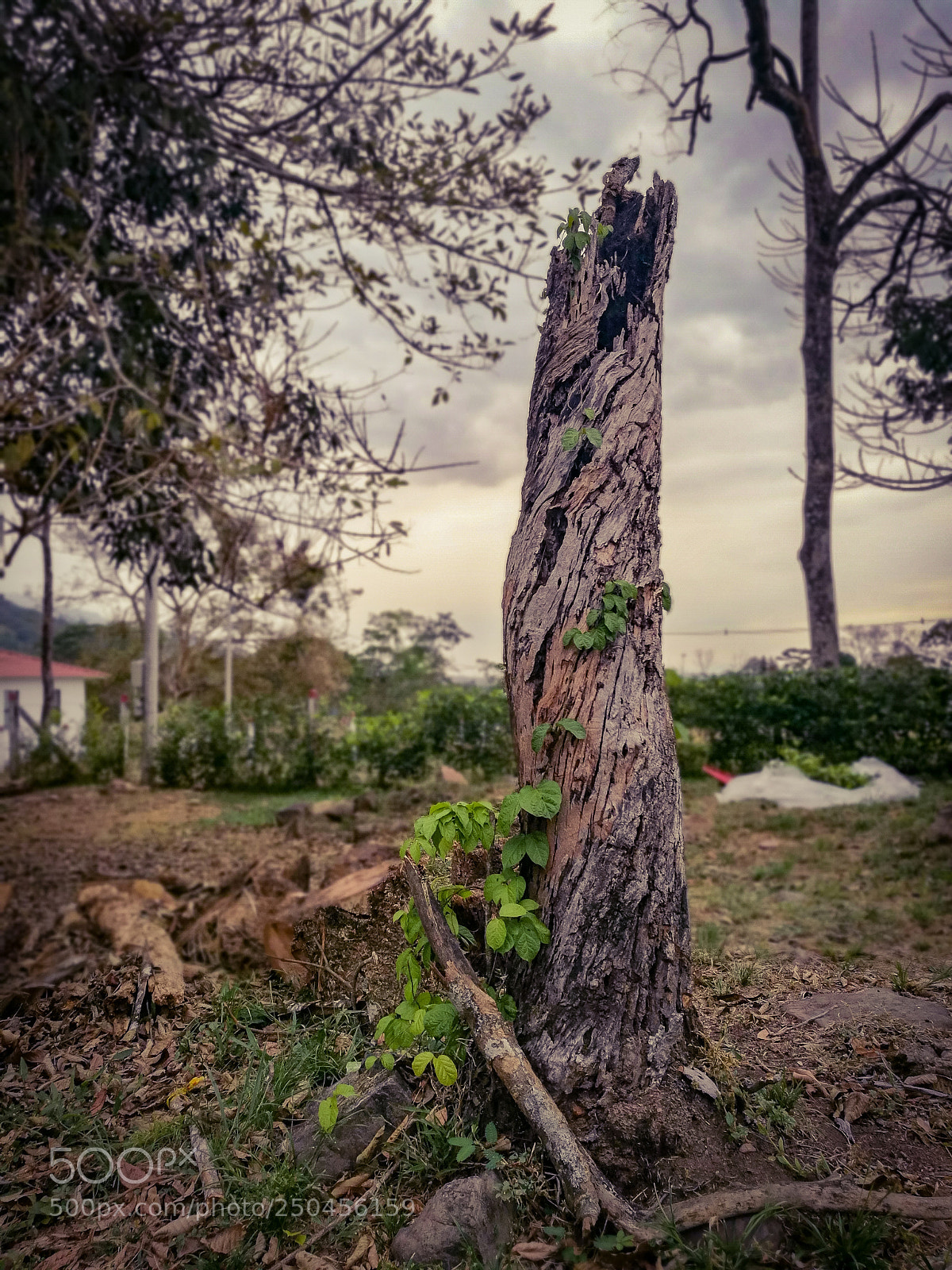 HUAWEI Honor 8 sample photo. Die & life photography