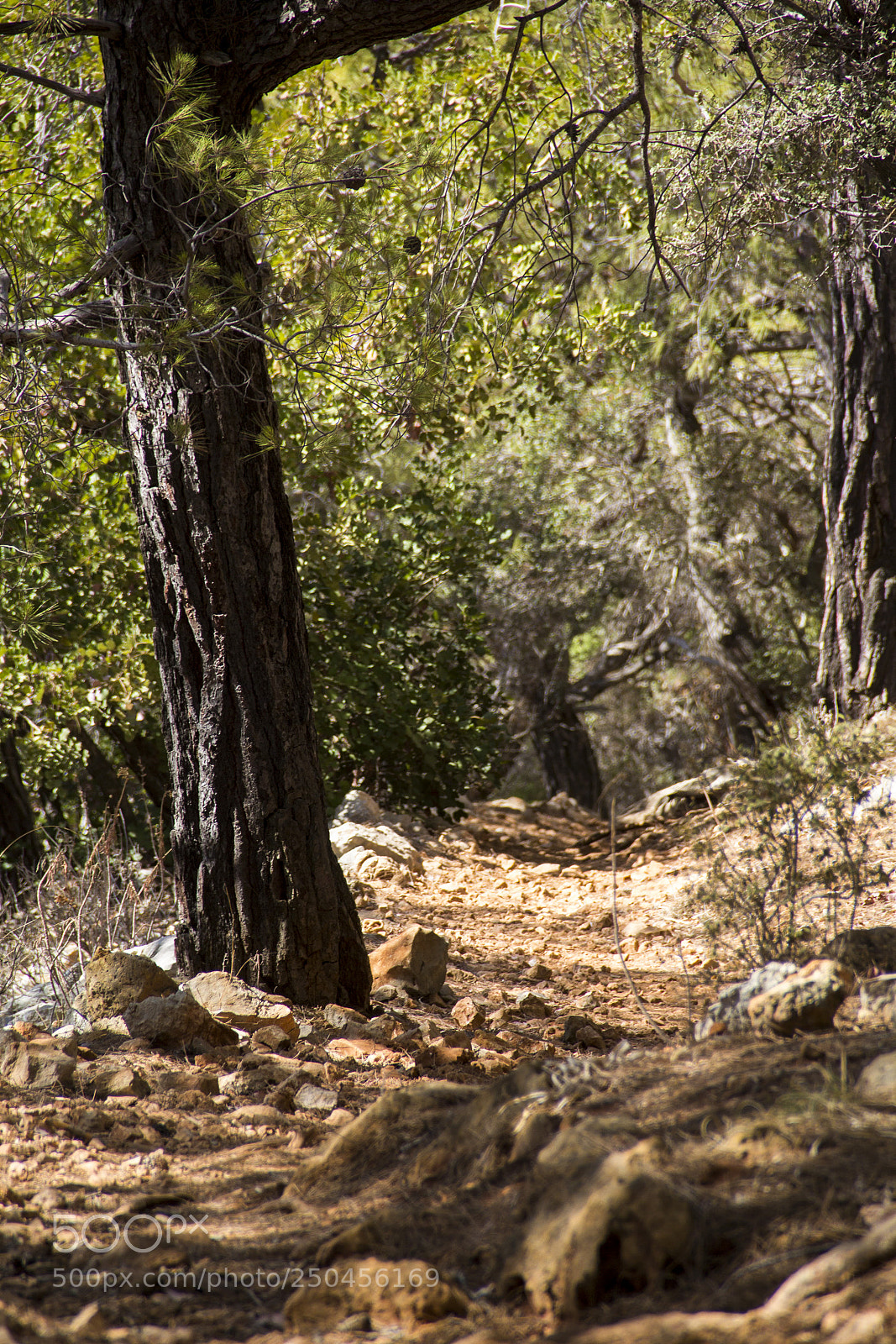 Canon EOS 60D sample photo. Firs tall trees forests photography