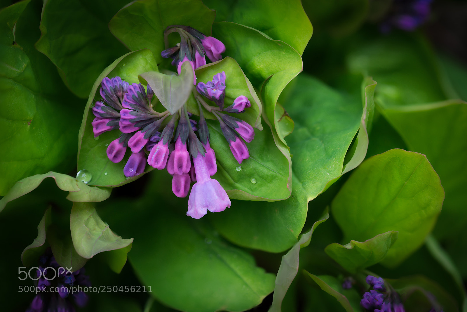Sony a7R III sample photo. Pink bluebell photography