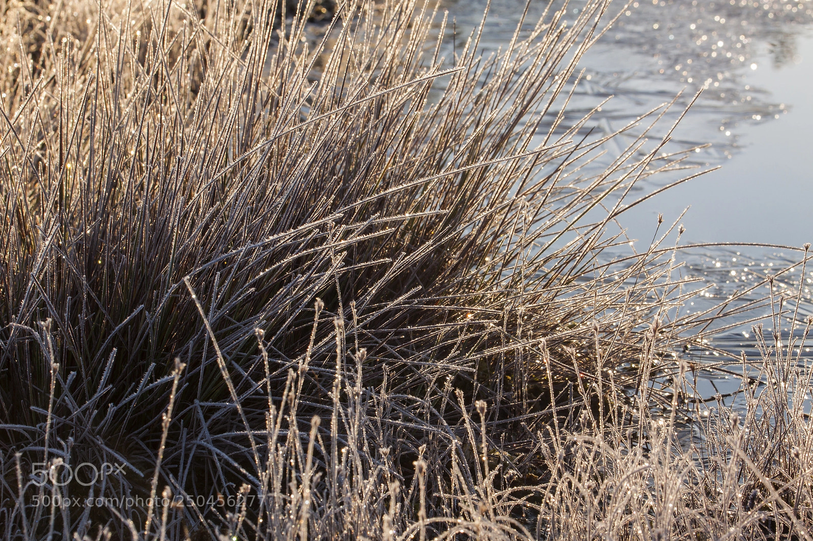 Canon EOS 500D (EOS Rebel T1i / EOS Kiss X3) sample photo. Morning photography
