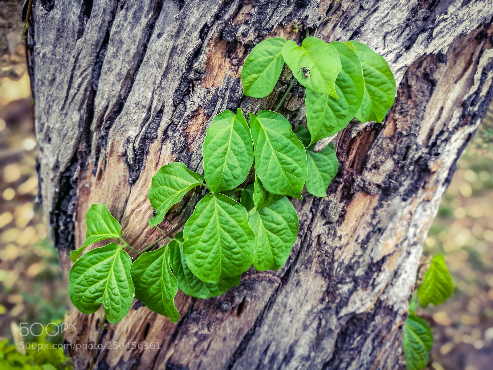 HUAWEI Honor 8 sample photo. Green photography