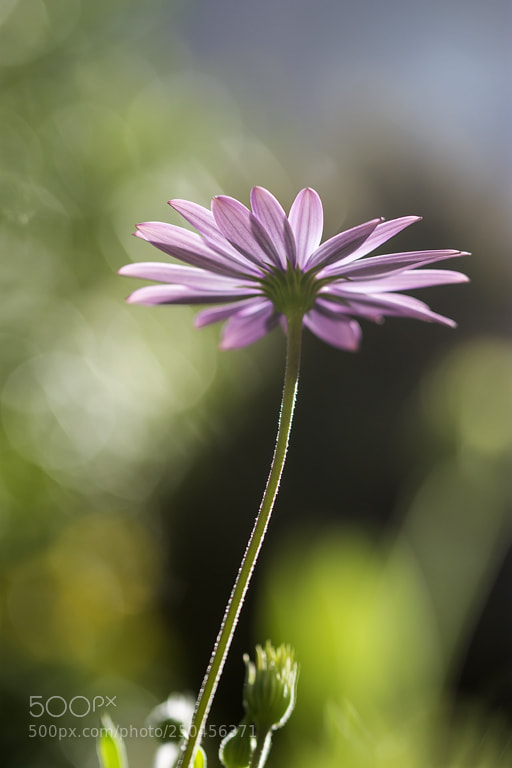 Nikon D7200 sample photo. Marguerida photography