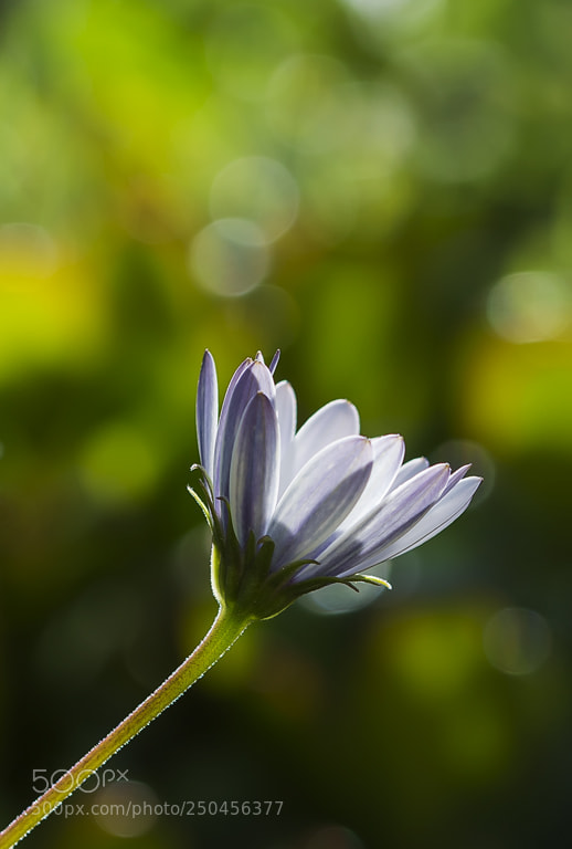 Nikon D7200 sample photo. Marguerida photography