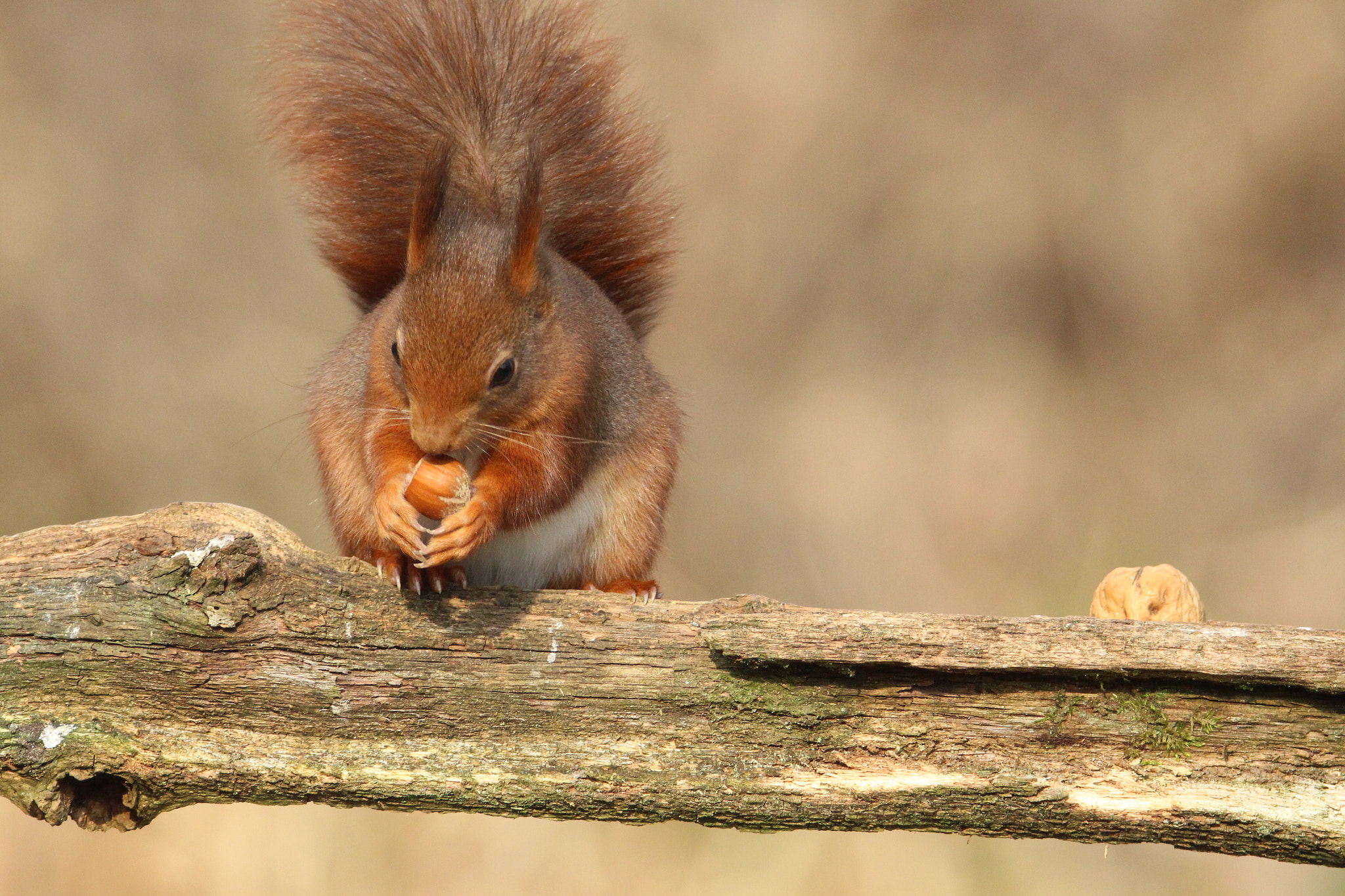 Tamron SP 150-600mm F5-6.3 Di VC USD sample photo. Yummy photography