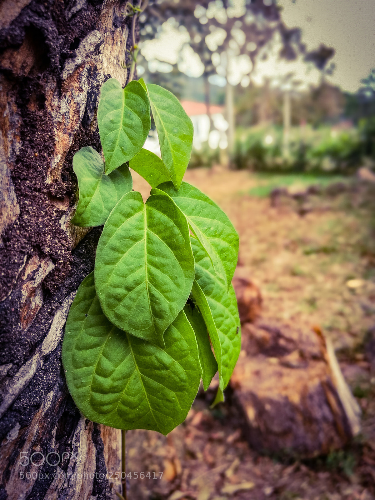 HUAWEI Honor 8 sample photo. Green photography