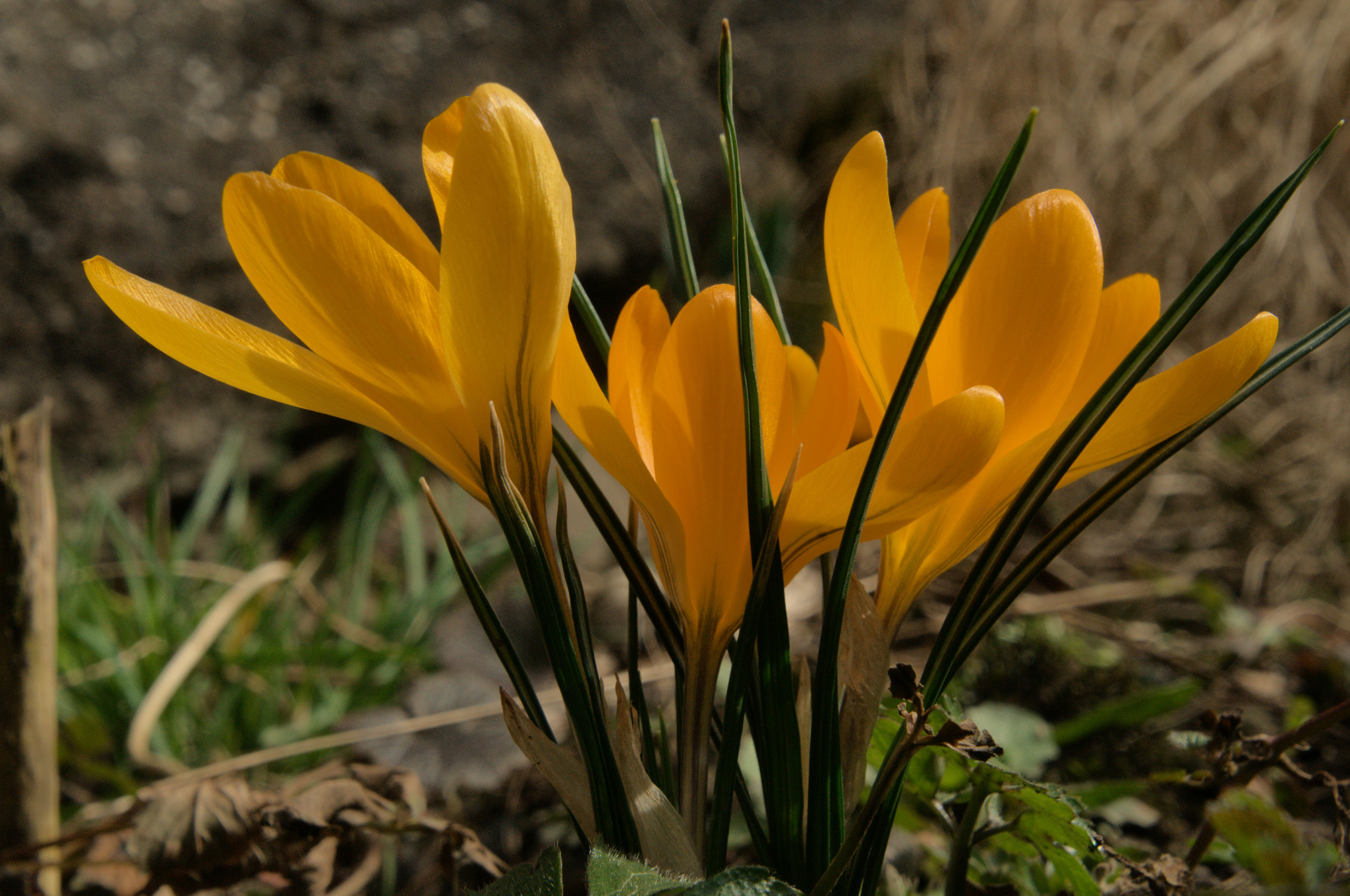 Nikon D300 sample photo. Spring crocus photography