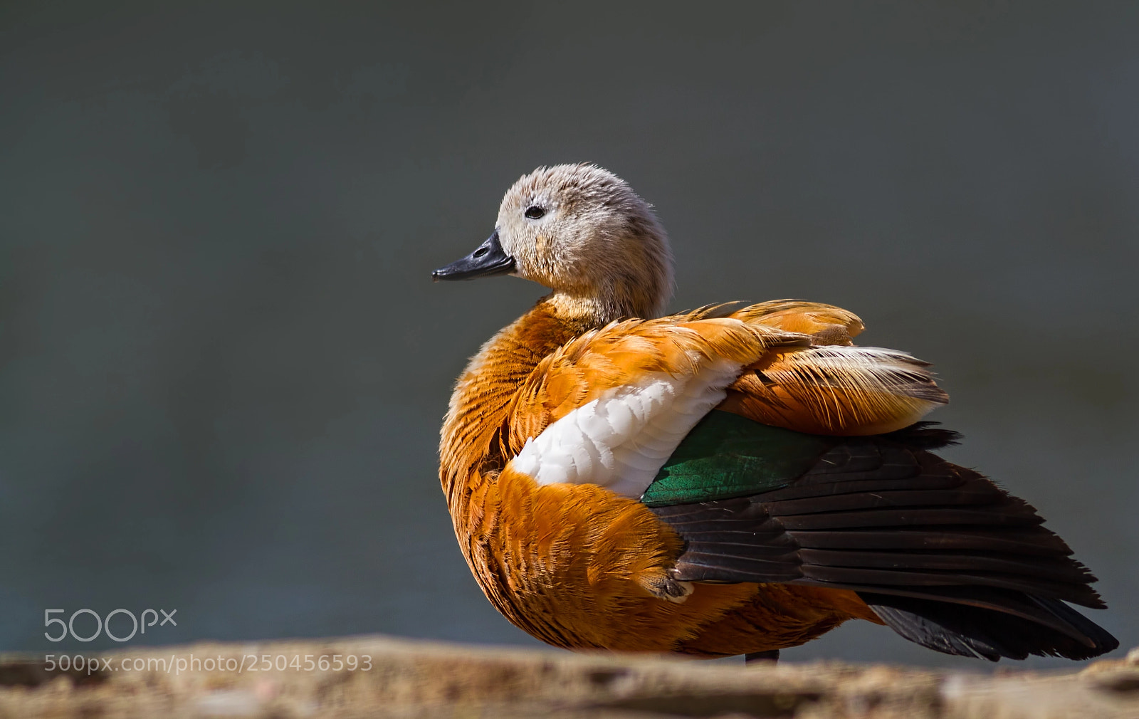 Canon EOS 7D sample photo. Ruddy shelduck... photography