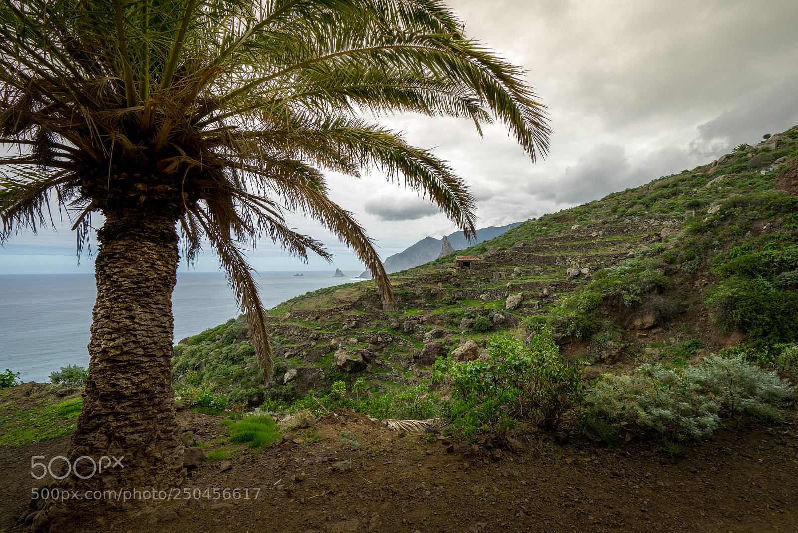 Sony a7R sample photo. A view from under photography