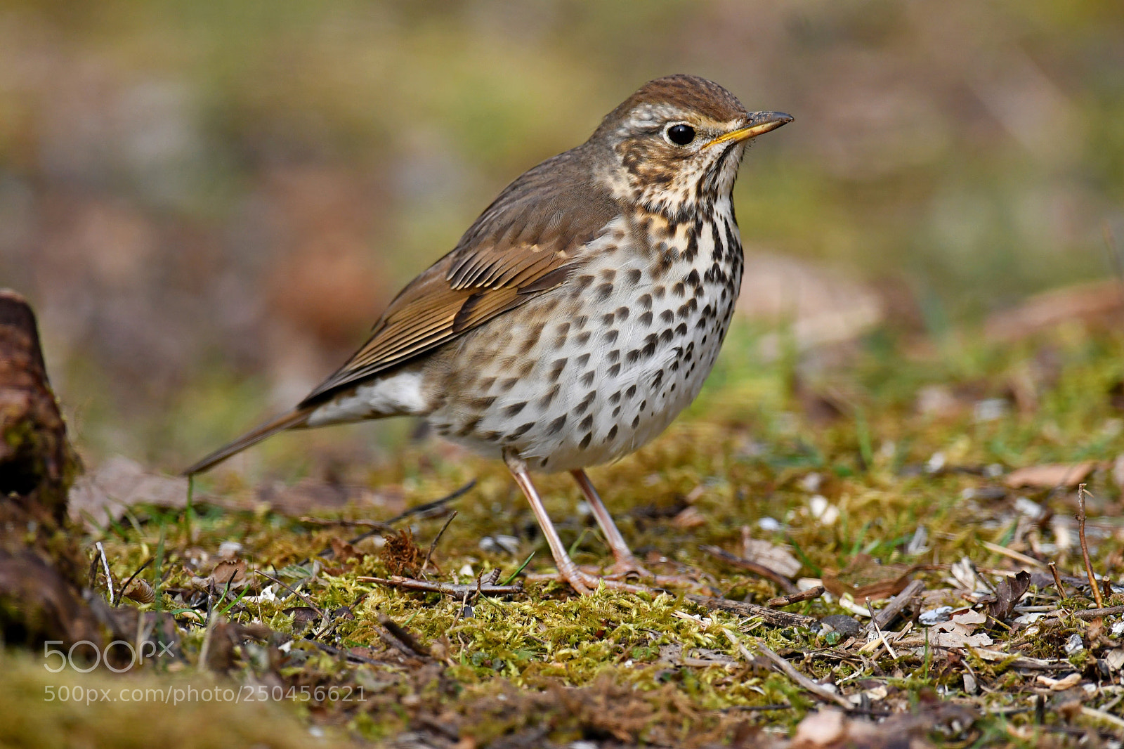 Nikon D500 sample photo. Song thrush photography