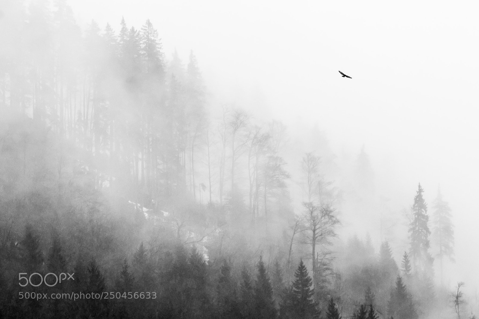 Canon EOS 80D sample photo. Hawk in the fog photography