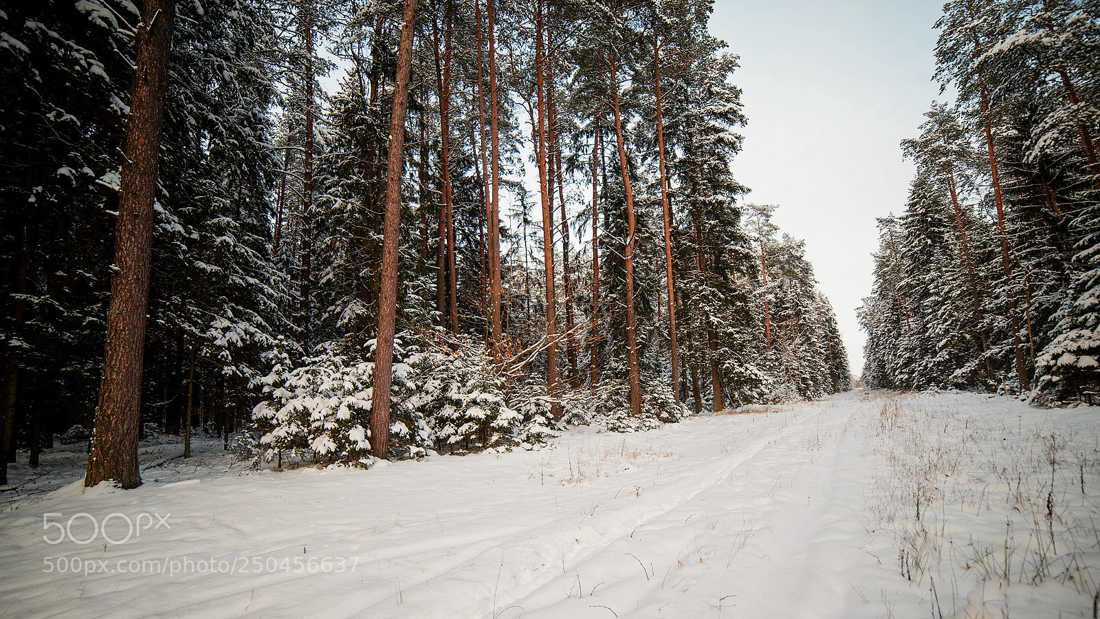 Nikon D3 sample photo. In the woods in photography