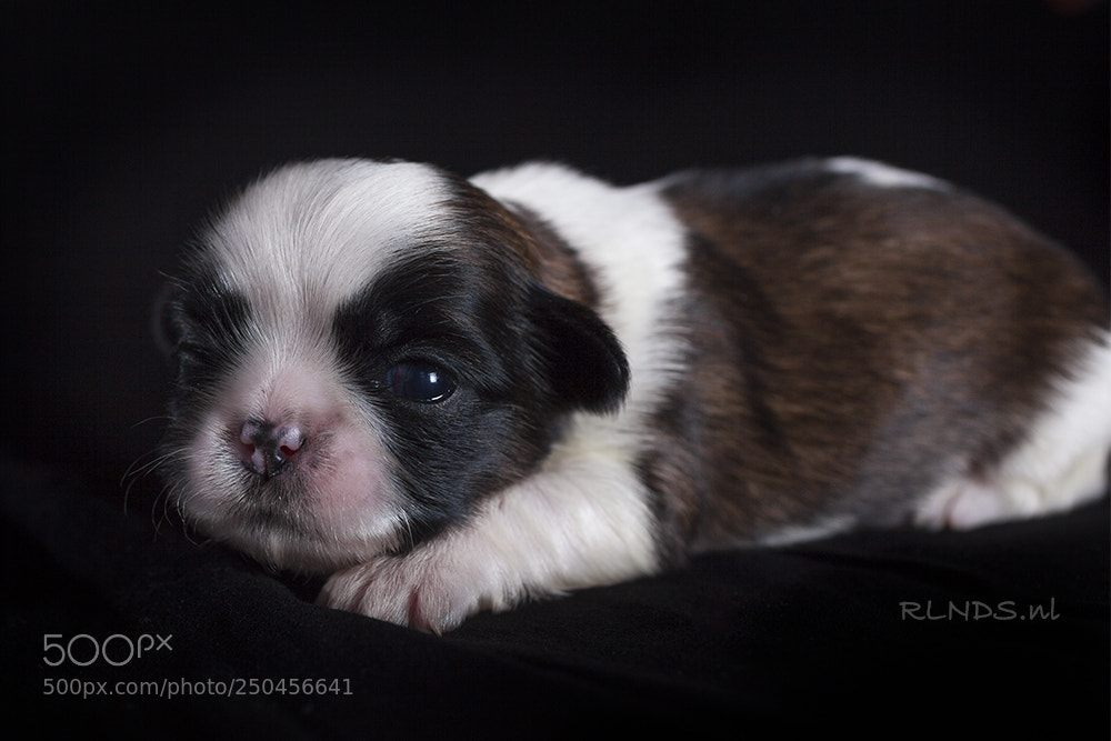 Canon EOS 5D Mark II sample photo. One week old shih photography