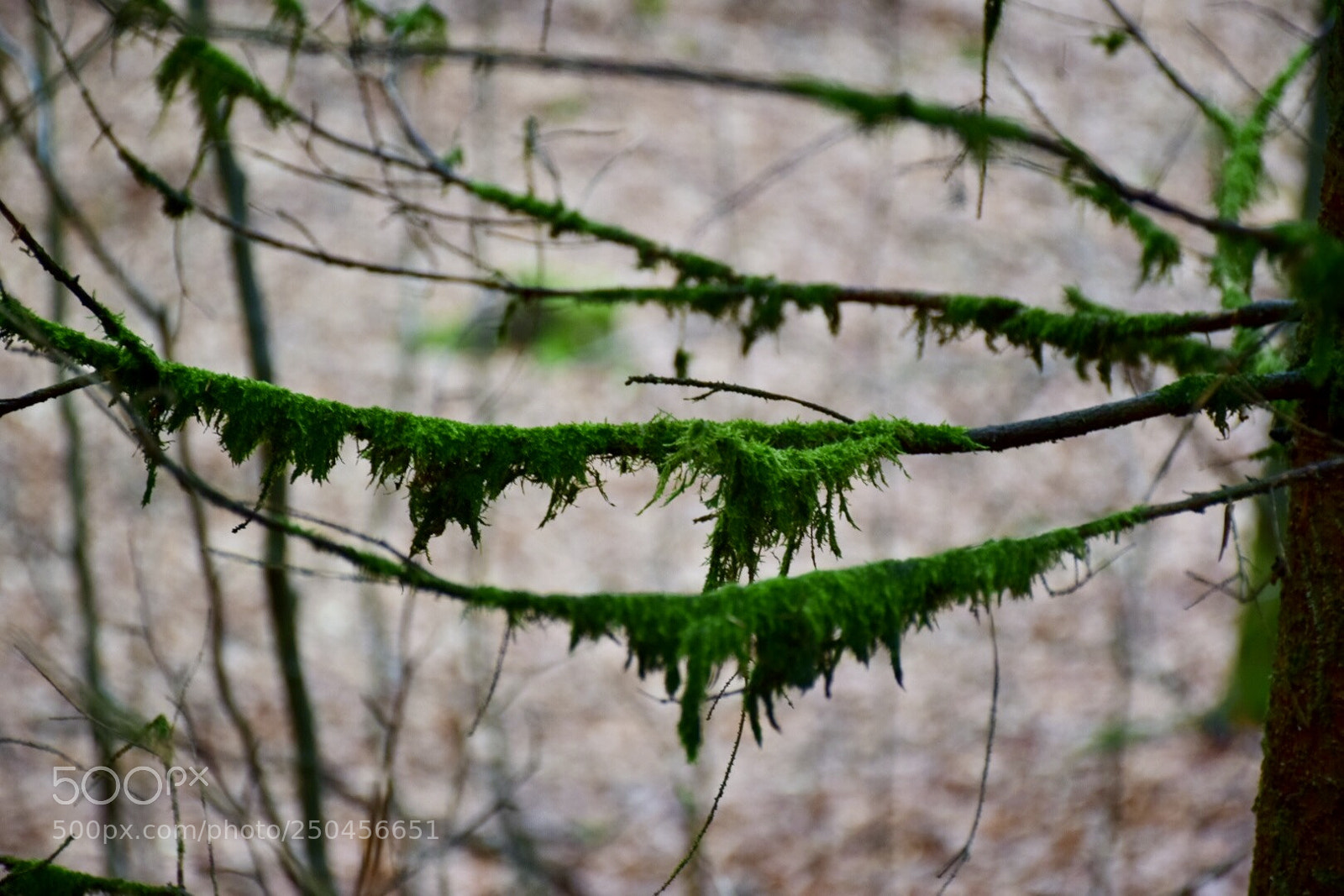 Nikon D5300 sample photo. Dripping moss photography