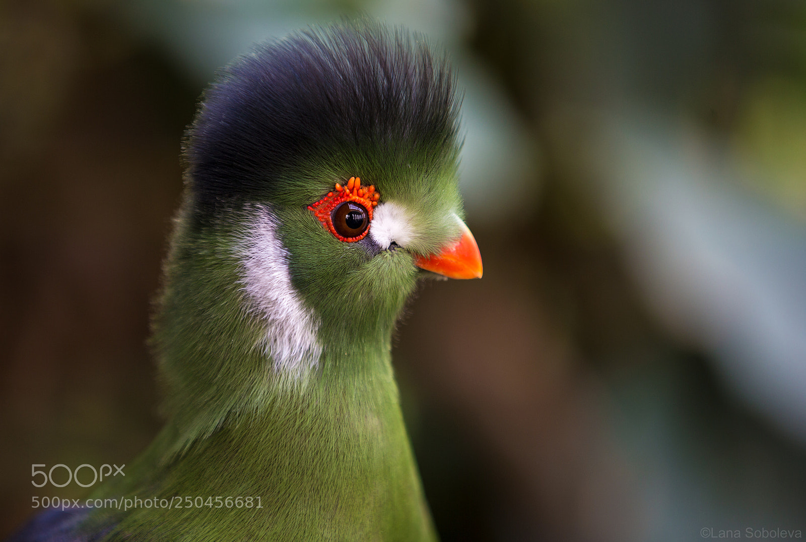 Canon EOS-1D X sample photo. White-cheeked turaco photography