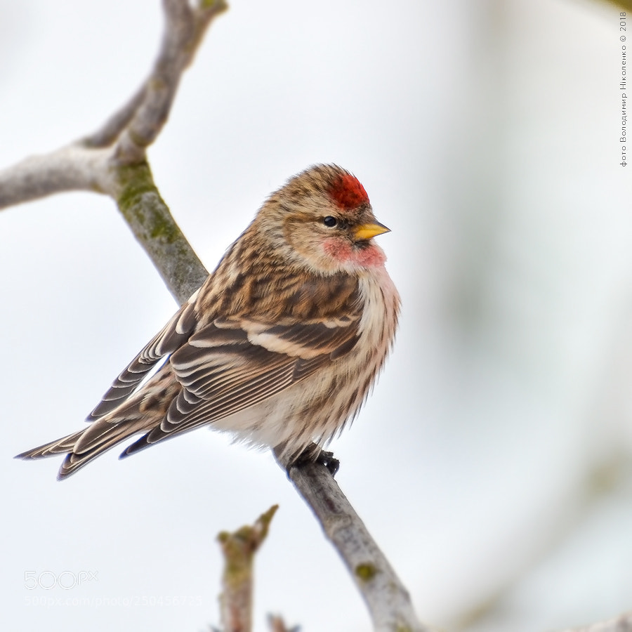Nikon D7000 sample photo. Чичётка (carduelis flammea) photography