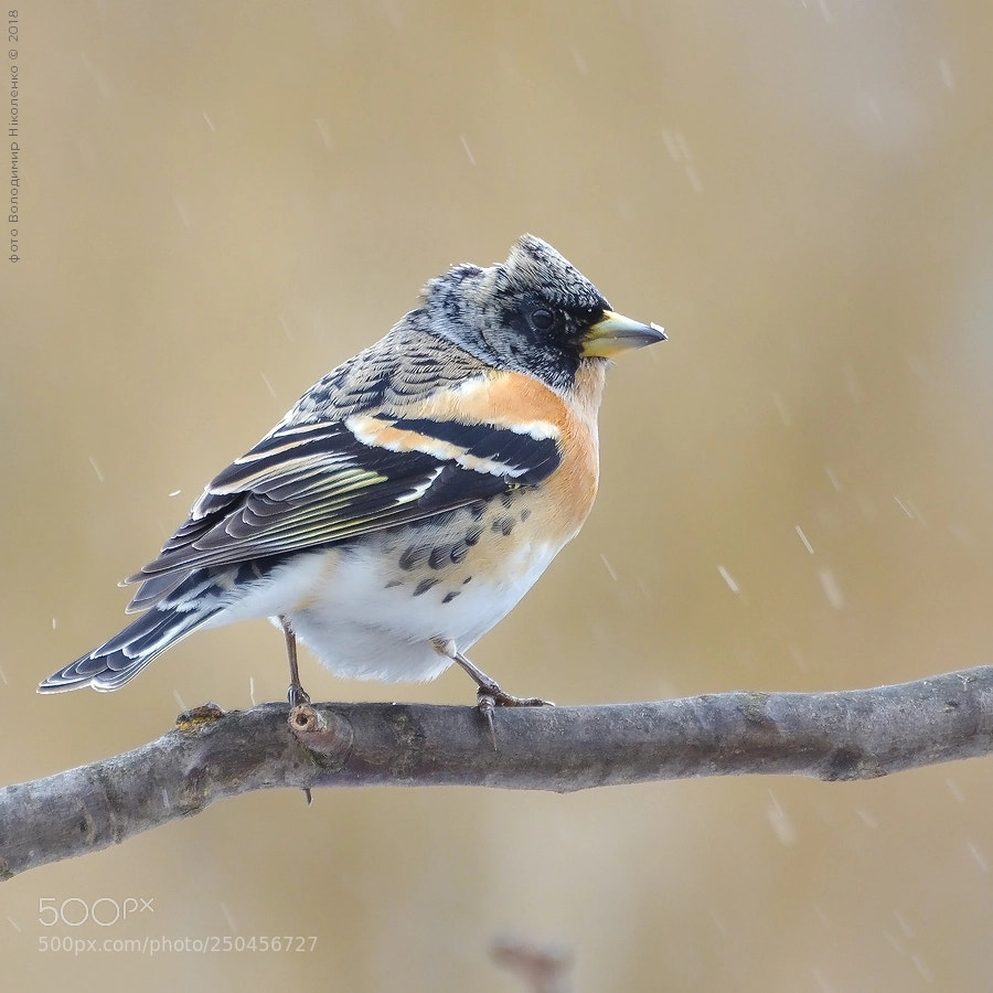 Nikon D7000 sample photo. Вьюрок (fringilla montifringilla) photography