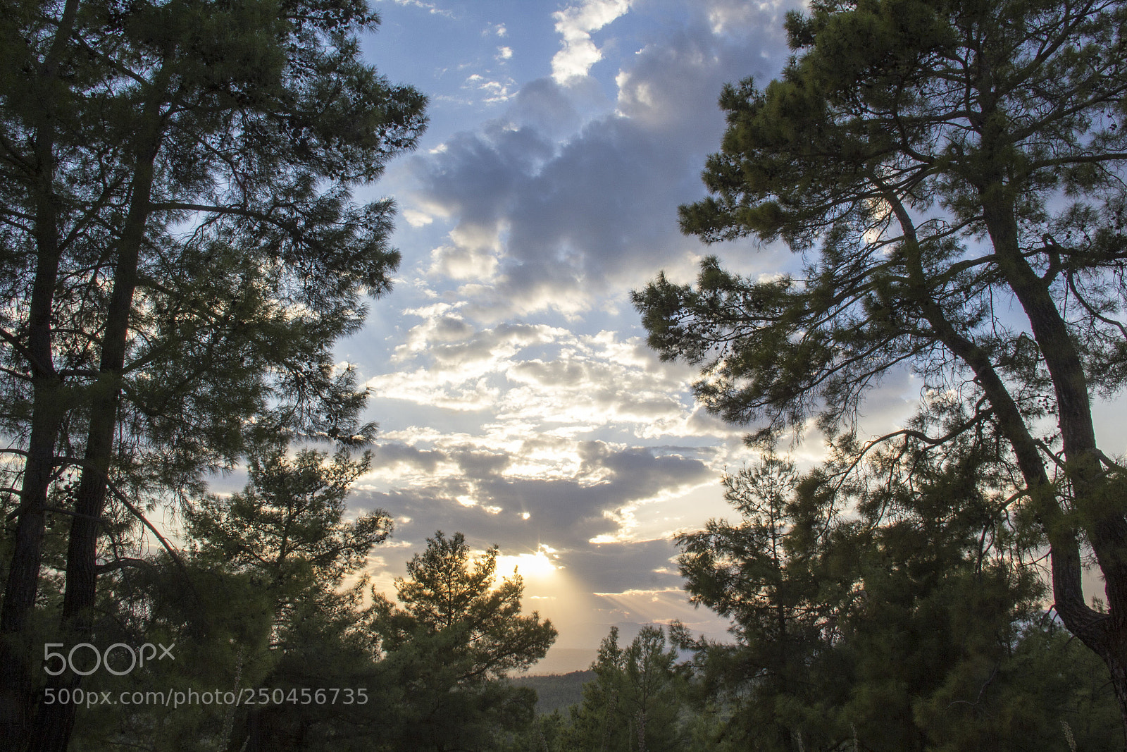 Canon EOS 60D sample photo. Firs tall trees forests photography