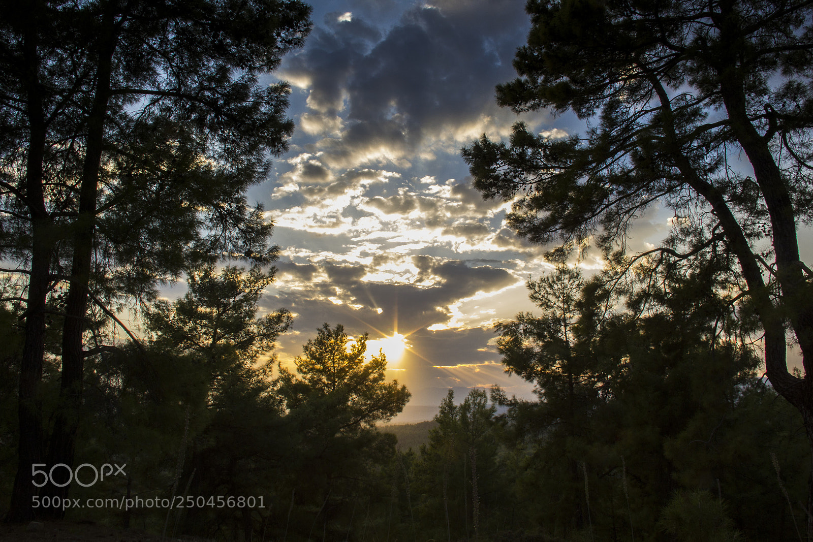 Canon EOS 60D sample photo. Firs tall trees forests photography