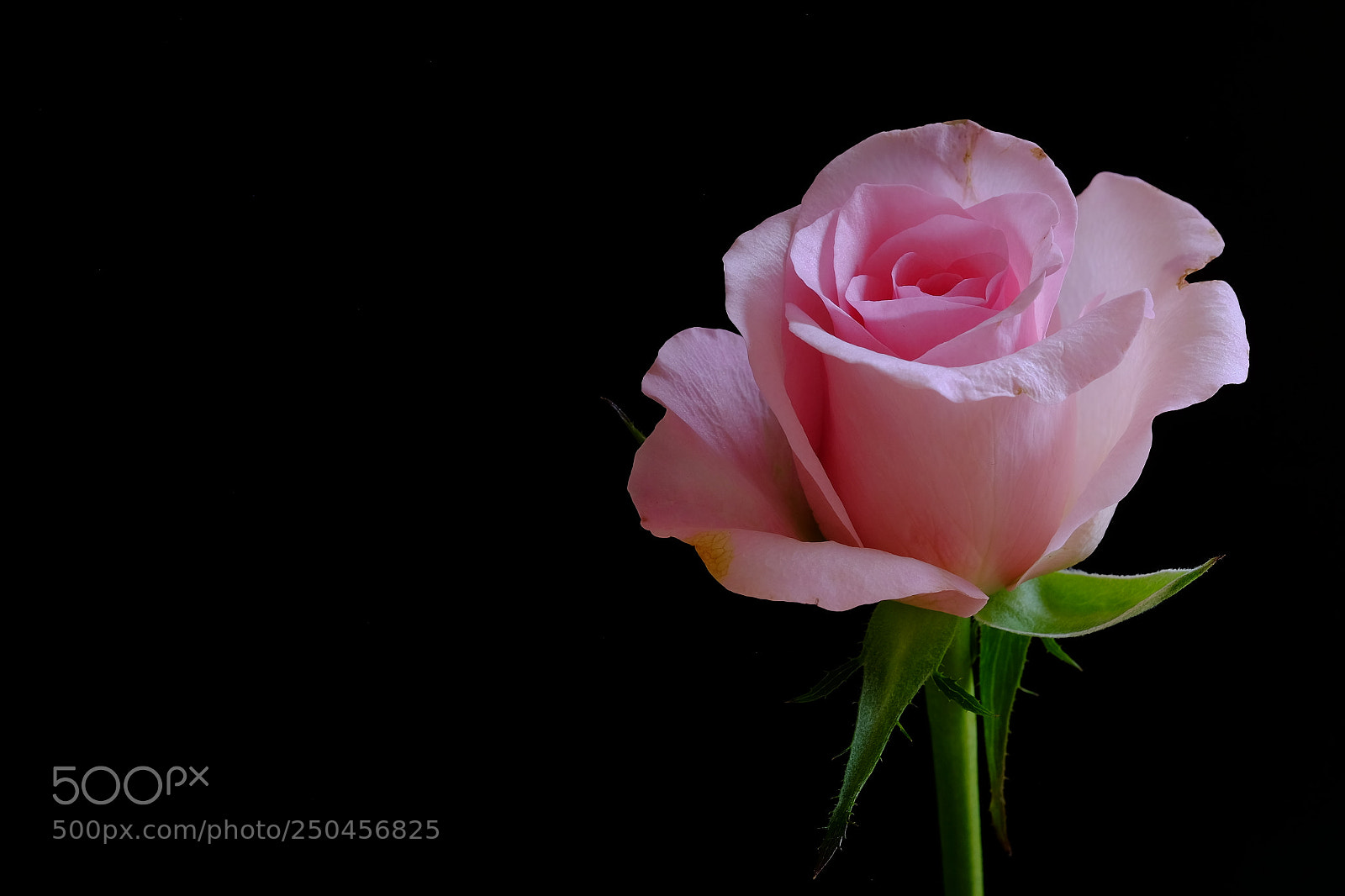 Fujifilm X-E2 sample photo. 529 photography