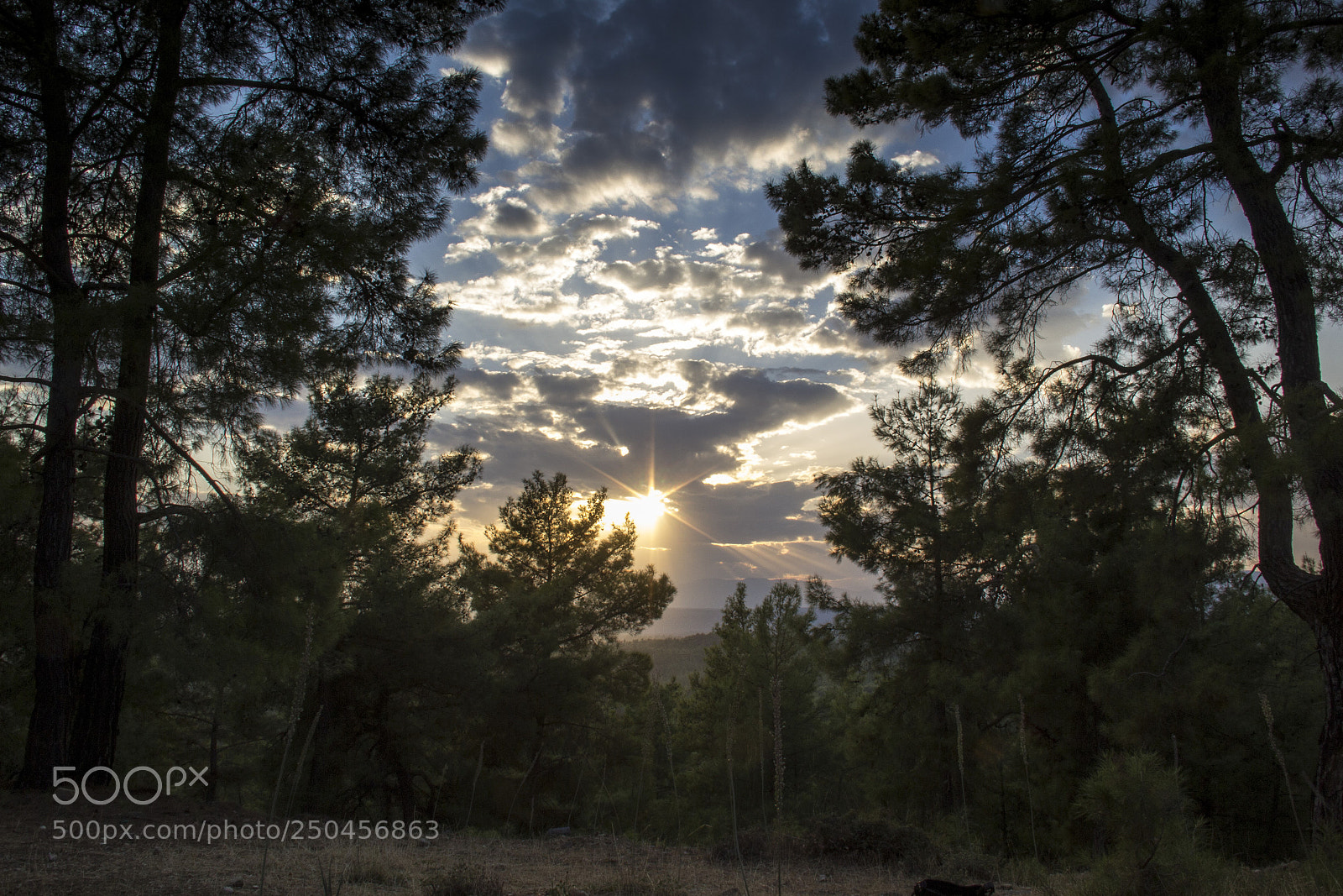 Canon EOS 60D sample photo. Firs tall trees forests photography