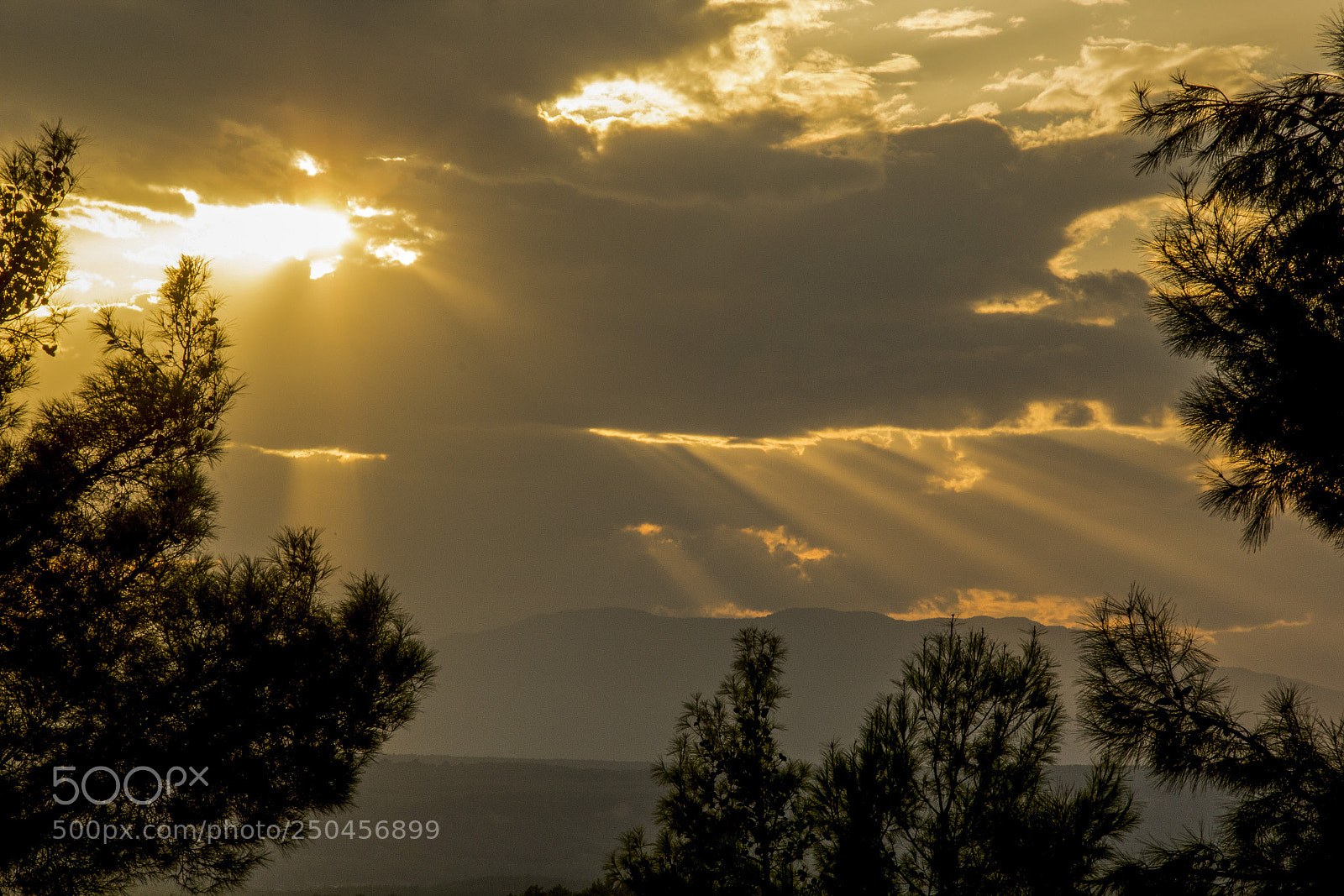 Canon EOS 60D sample photo. Firs tall trees forests photography
