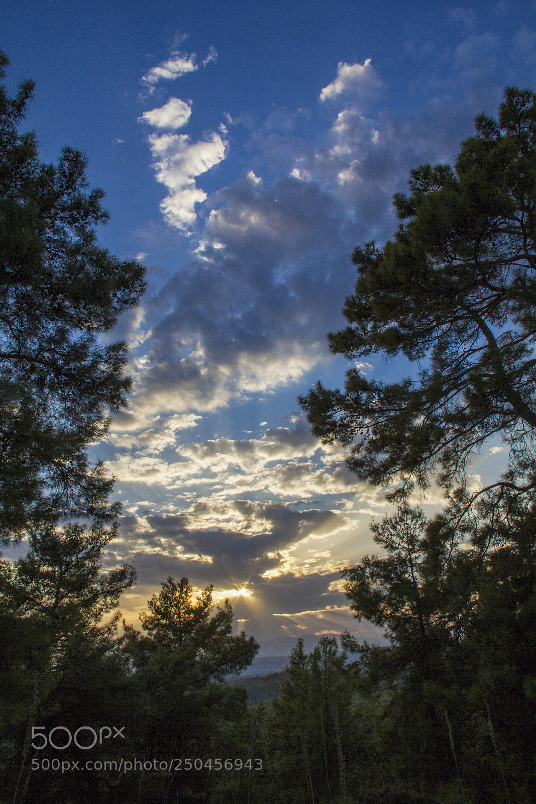 Canon EOS 60D sample photo. Firs tall trees forests photography